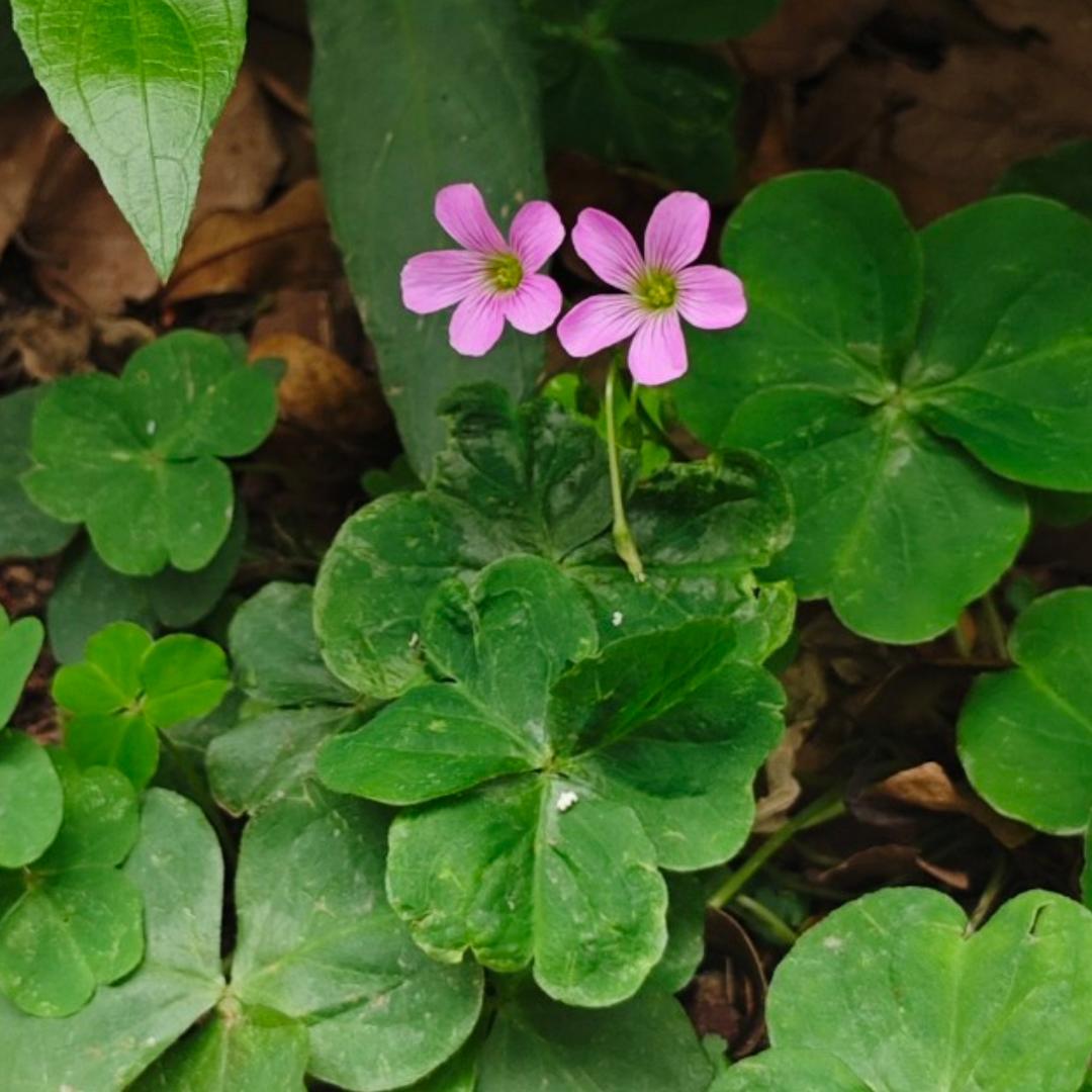 来自竹子林的庖厨