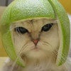 猫猫-203