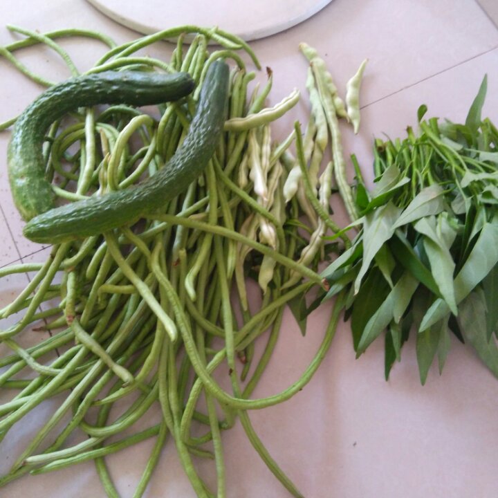 我的菜地，我的菜