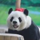 每天努力想菜单的思嘉亲妈粉