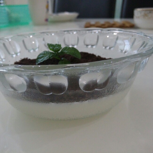 抹茶布丁