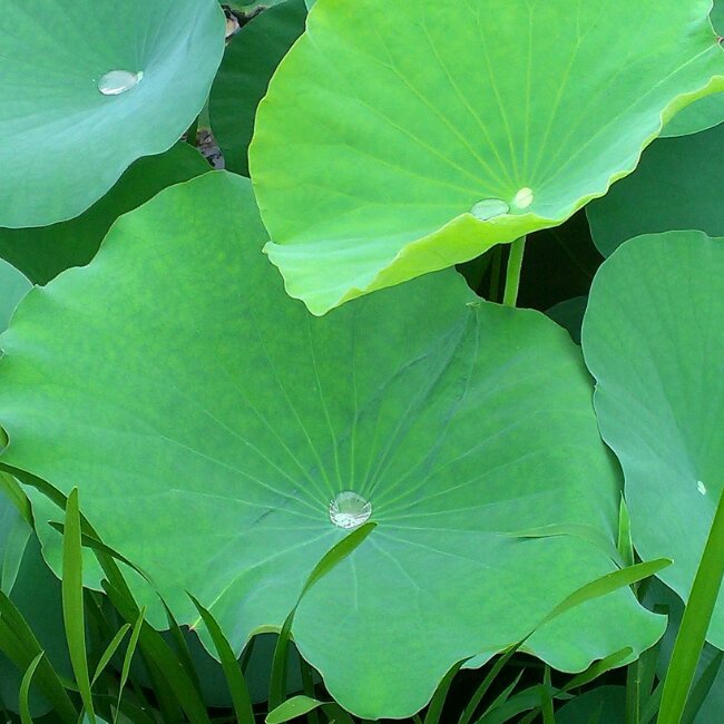 蜗牛扒