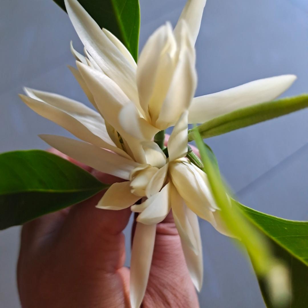 云淡风轻6815_lmcj