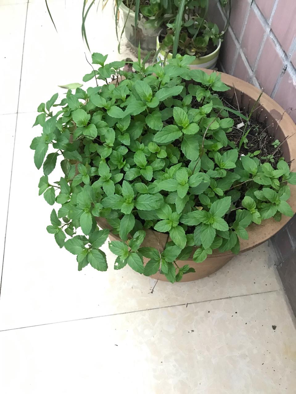 台湾古法酿冬瓜茶