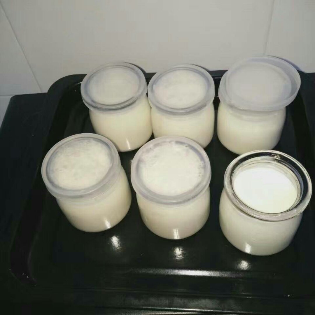 自制老酸奶