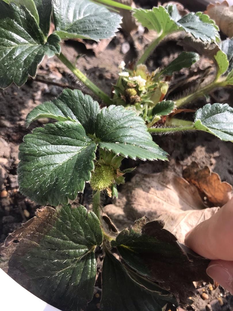 我在阳台种菜吃