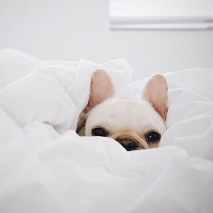 一只喜欢做饭的思思鹅