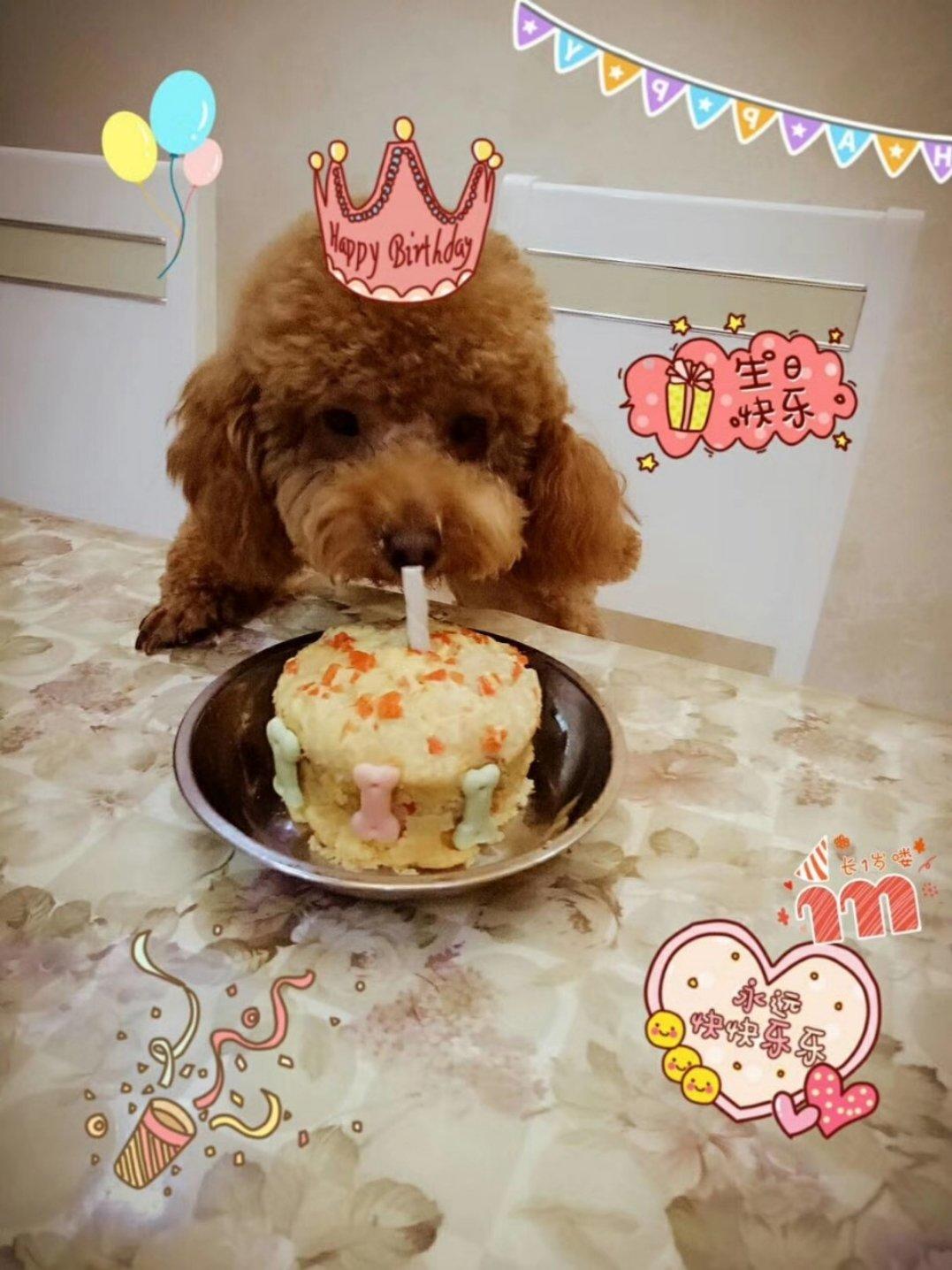 狗🐶粮～肉丸（不挑食版）