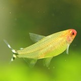 啊风321