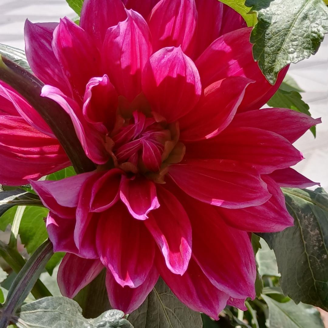 手機用戶1009_0br4