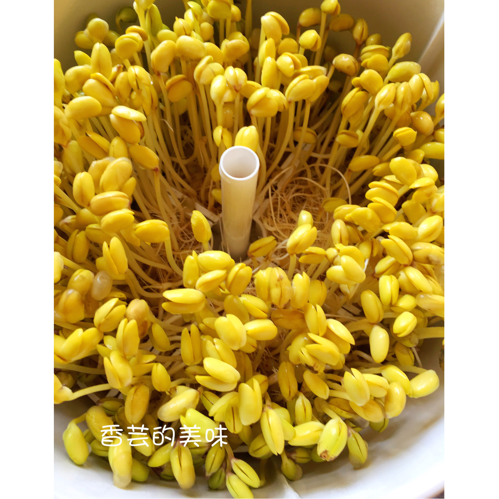 自然生环保豆芽（豆芽机版）