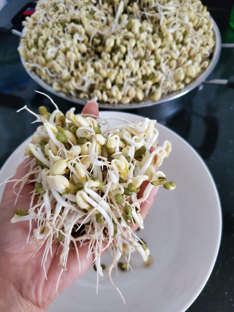 生绿豆芽的方法  有粗又脆