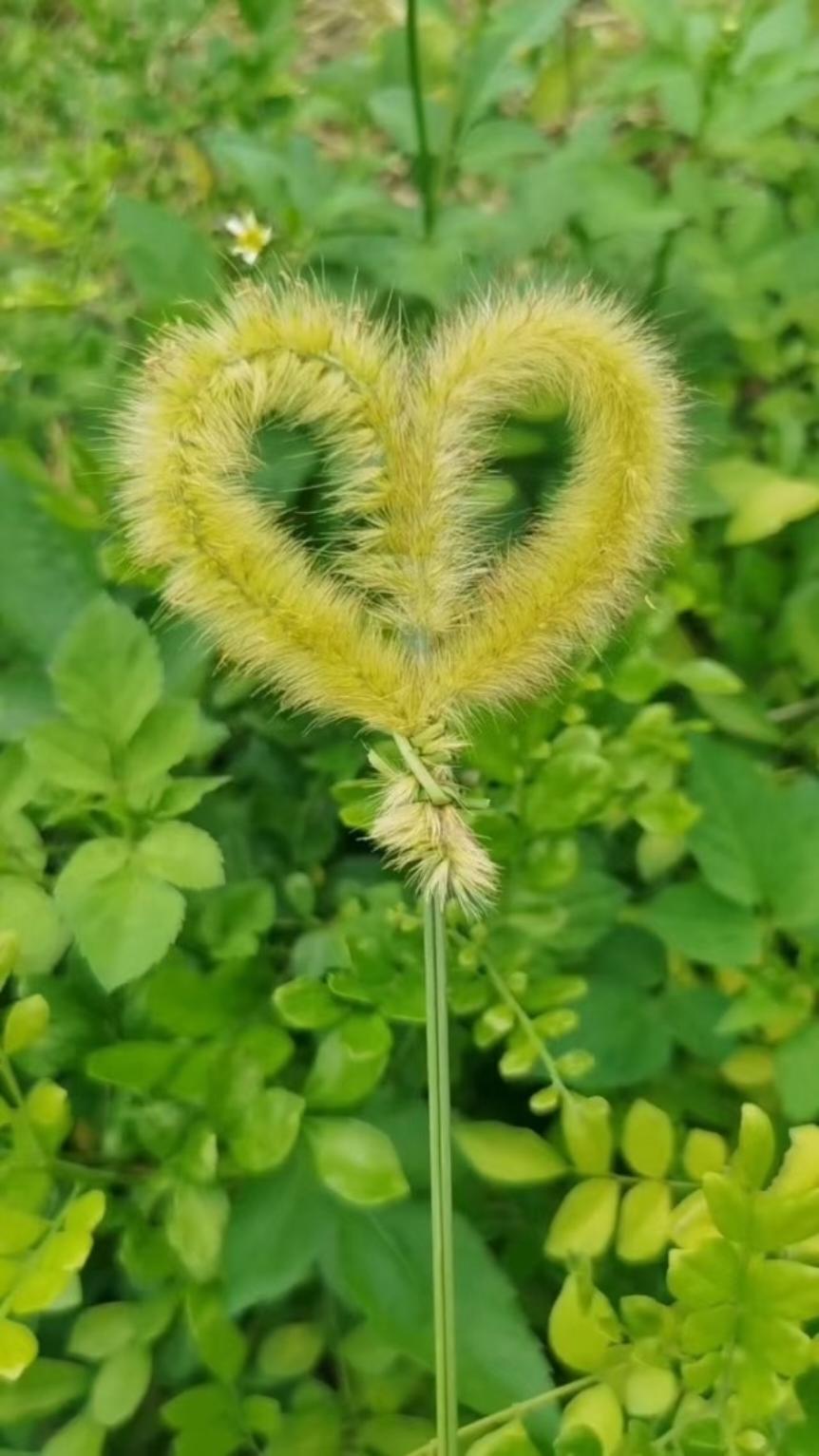 康养老师健康饮食指导