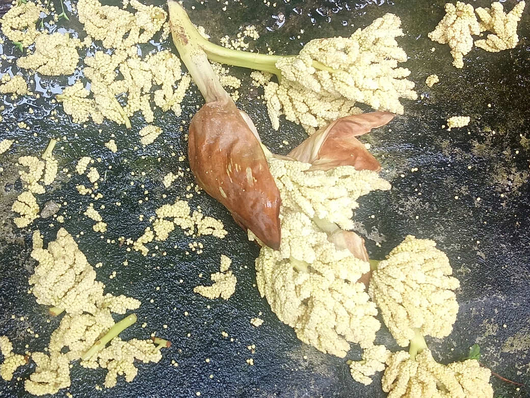 蒜香棕榈花的做法