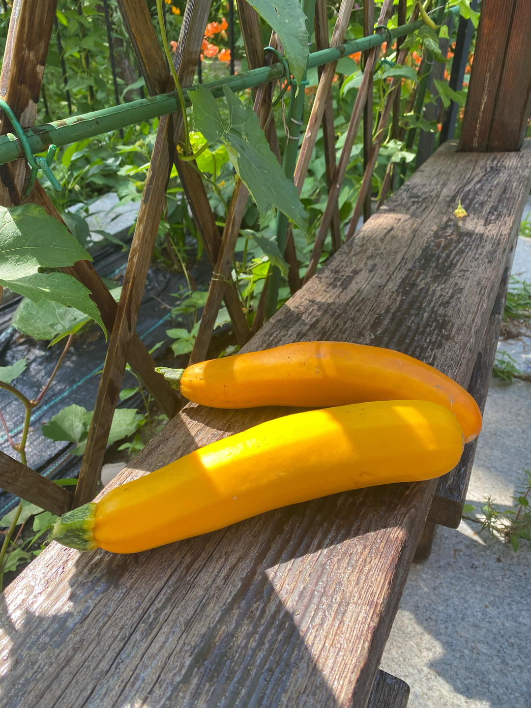 我的小菜园