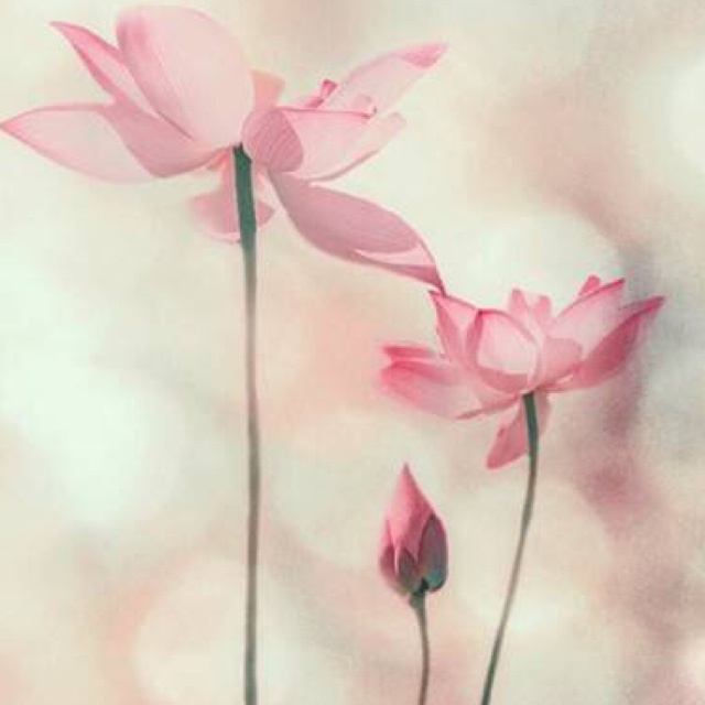 没有听见你的声音