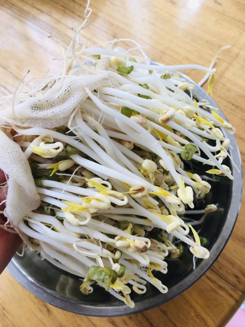 发绿豆芽