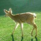 狗涵不要失眠版