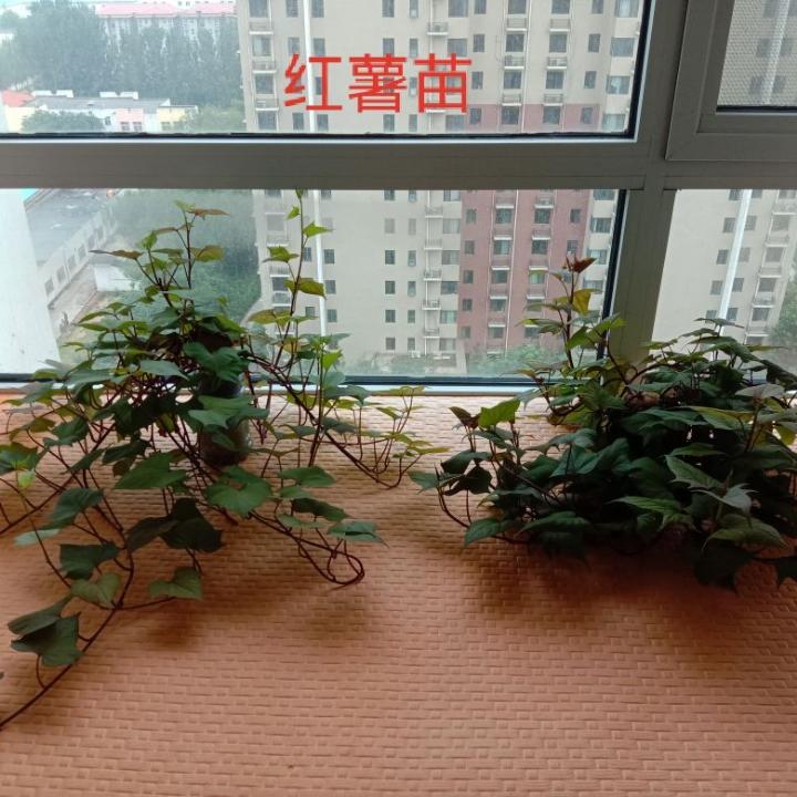 yo宝贝