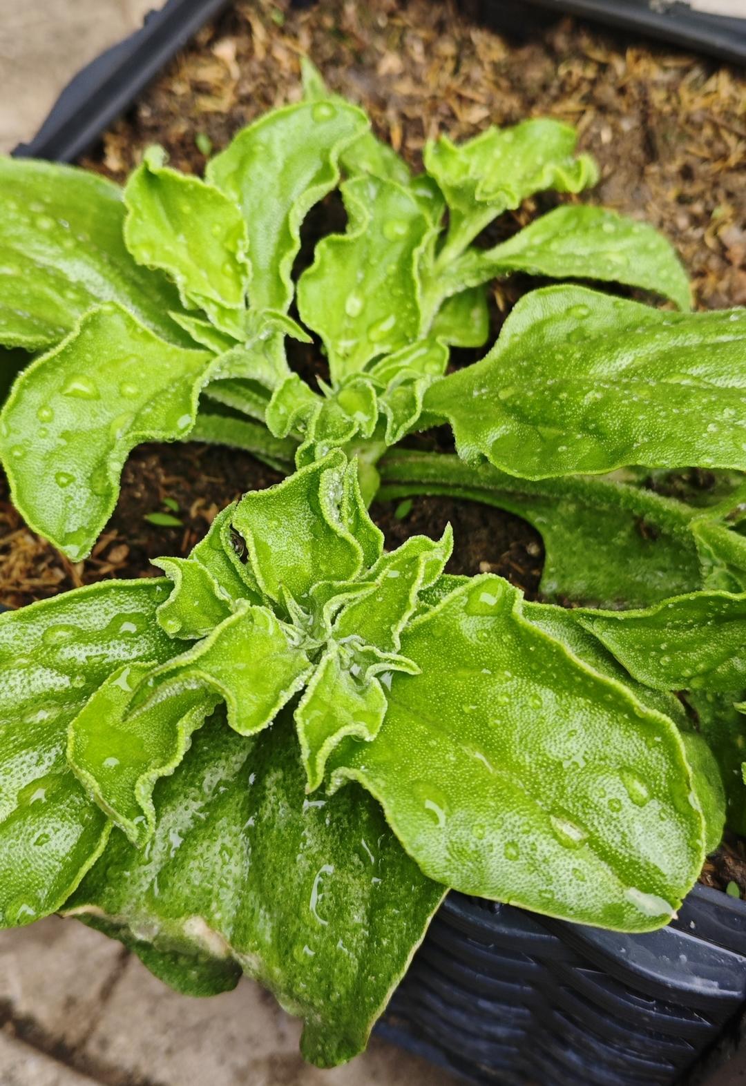 健康减脂|冰菜虾仁藜麦牛油果沙拉