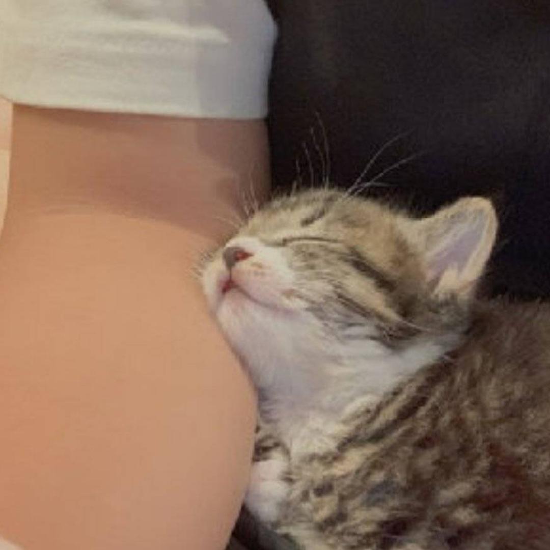 猫科动物w