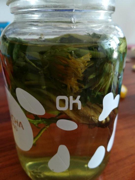 自制蒲公英茶