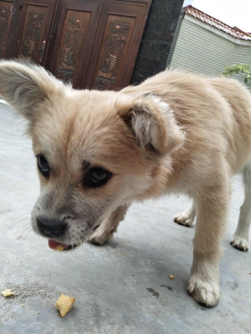 宠物狗狗饼干零食（磨牙阿拉棒）
