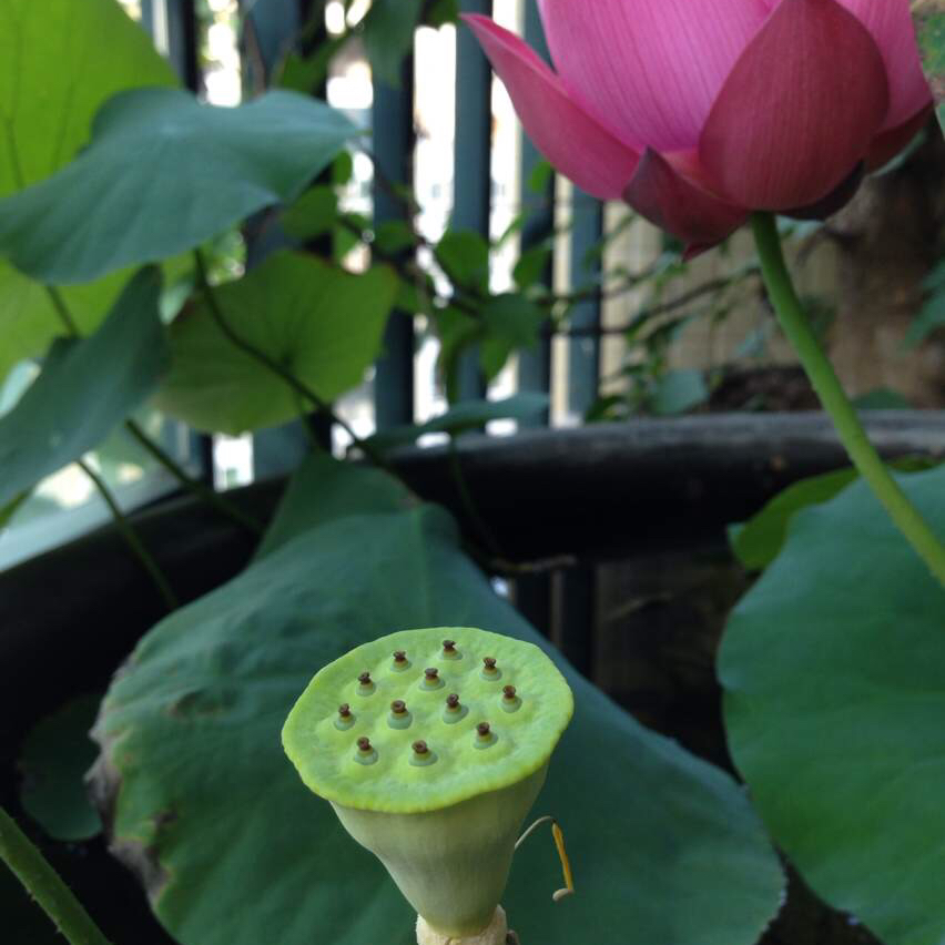 我们的厨房后花园