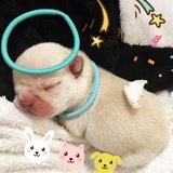 吃货大熊猫