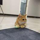 肥鸭浩