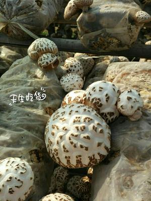 花菇炒肉的做法 步骤8