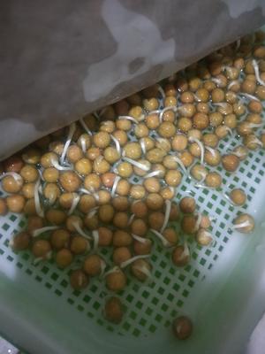 一次成功简单水培豌豆苗的做法 步骤9