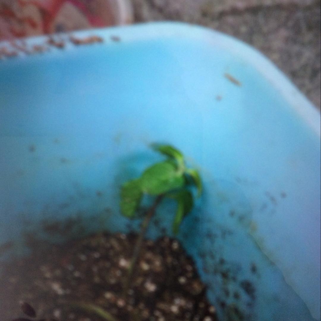薄荷种植手册，如何把你的薄荷养到爆盆