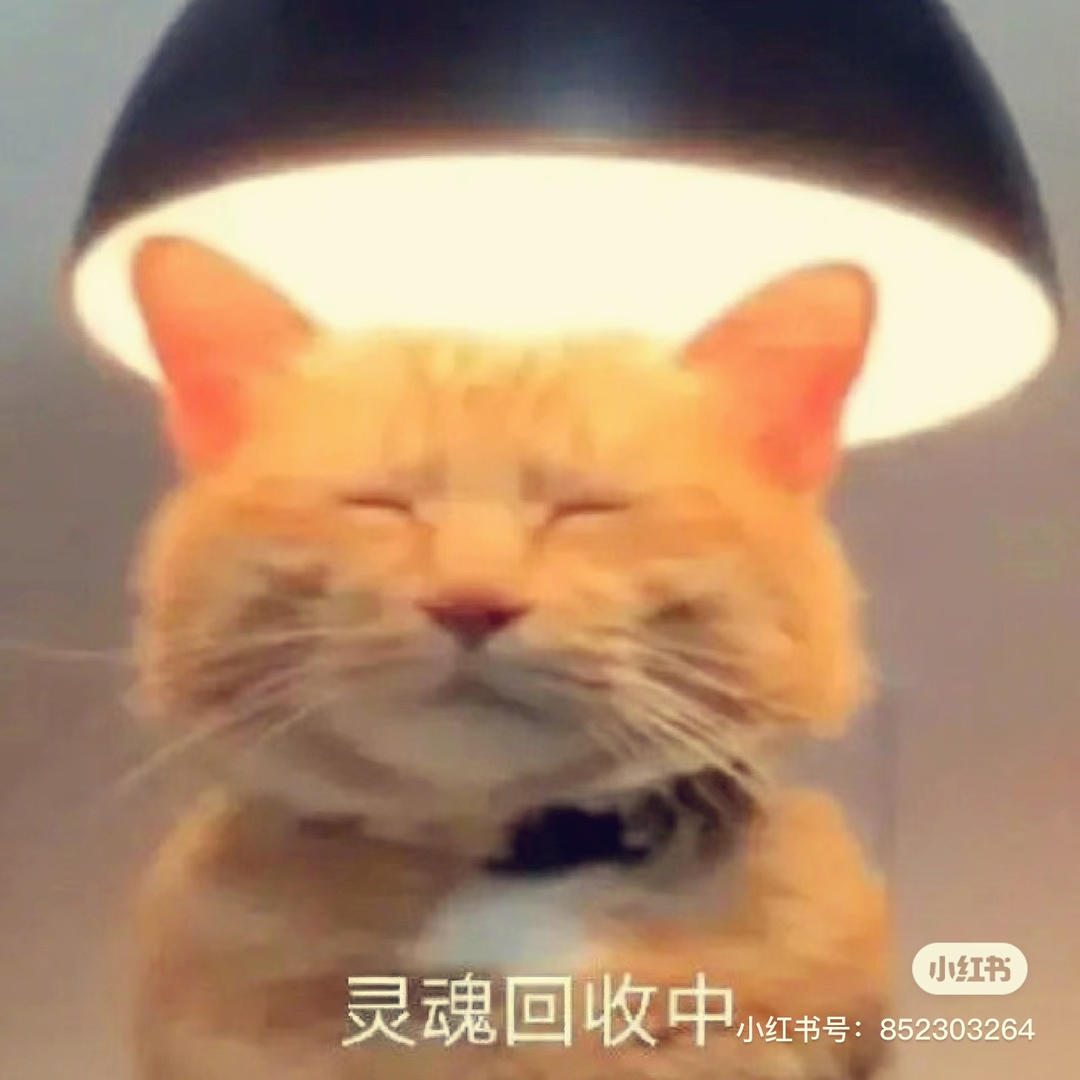毕加的猫