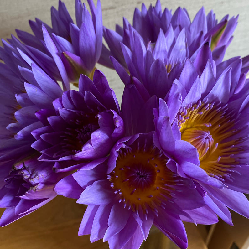 芊芊妈妈