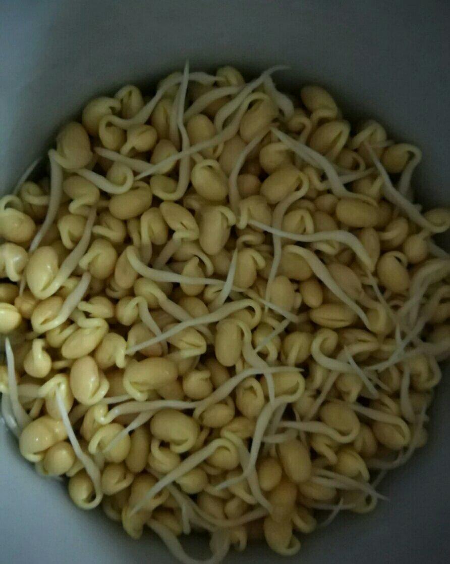 自发豆芽(方便、易做的绿色食品)