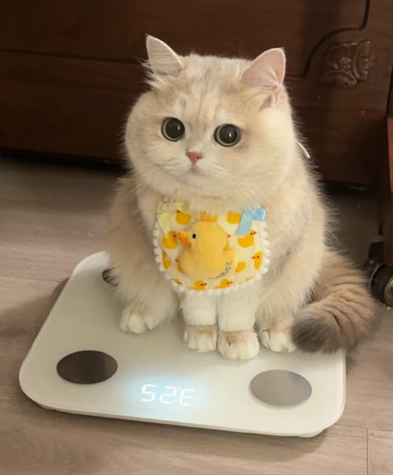 苗妙苗的实验室