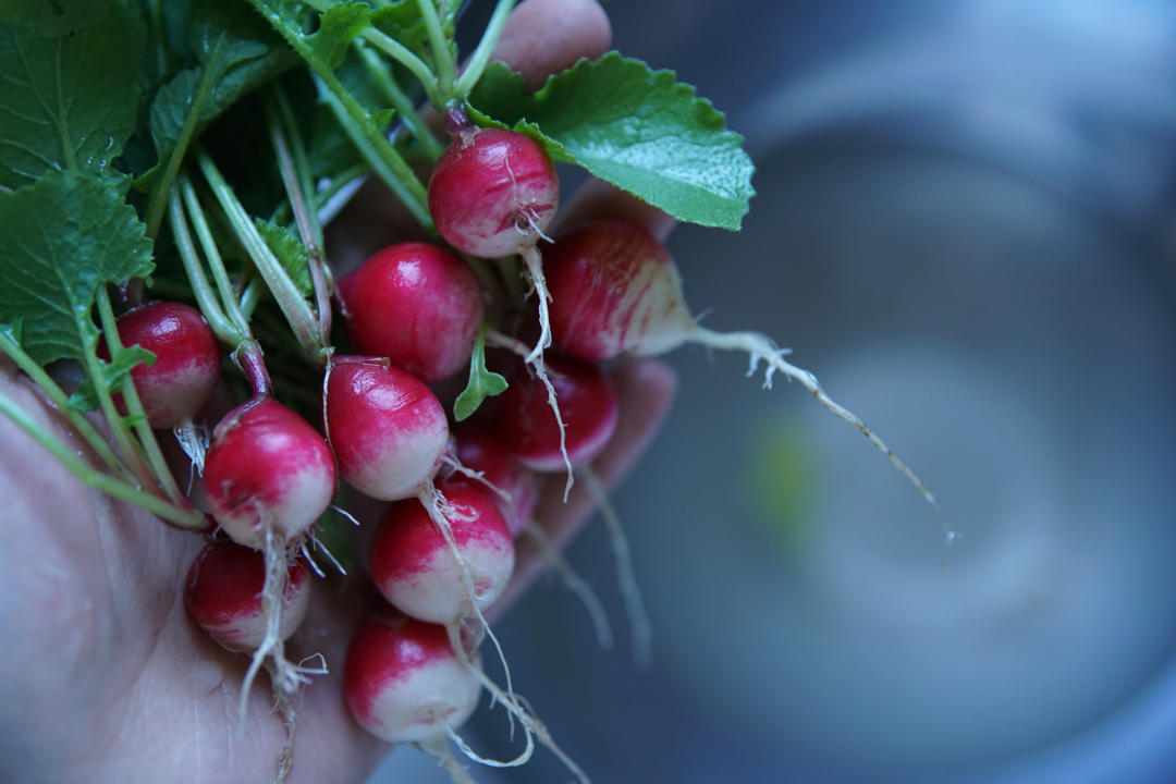 GARDEN ON A PLATE