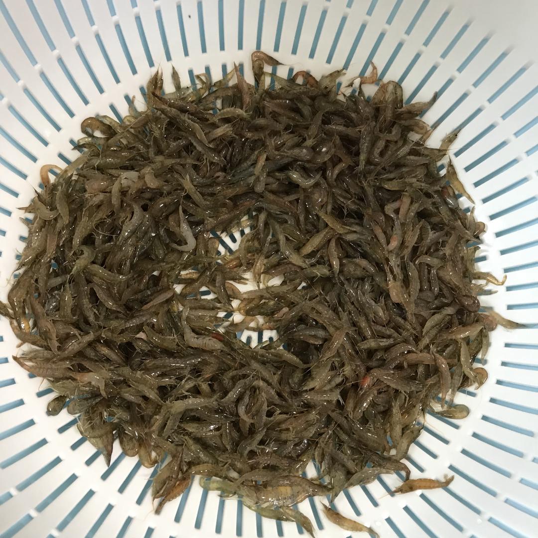 🦐虾子紫菜煎饼的做法 步骤2