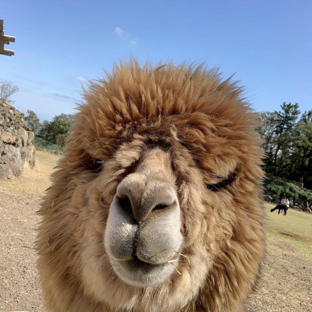 Z做饭不行干饭行
