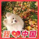 考拉惠
