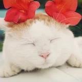 芒果芒果小丸子