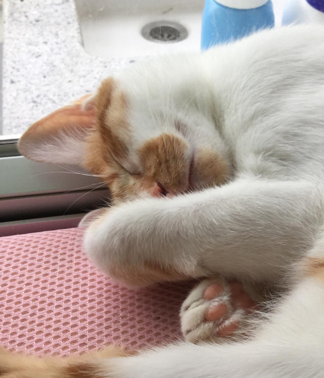 猫的王国