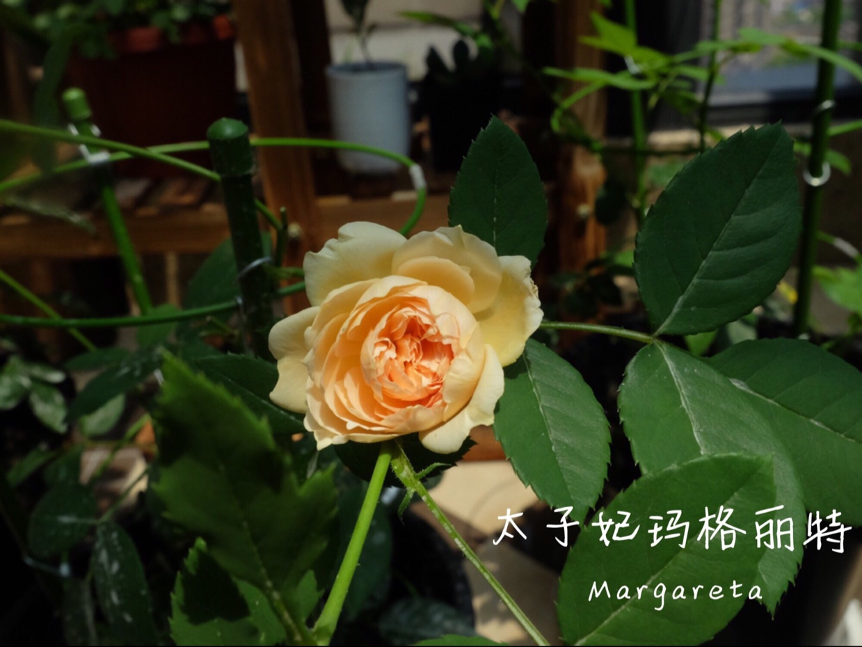 就像花一样开，灿烂又美好