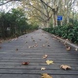 树上柚