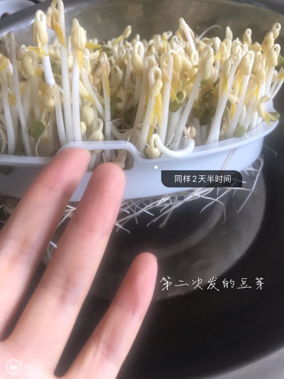 自发绿豆芽