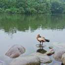 在成为大厨的路上hh