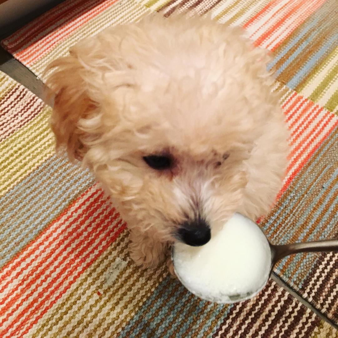 开菲尔酸奶喂养详攻略（milk kefir）丨发酵·奶类