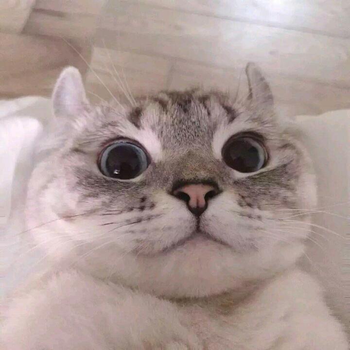 老陈的心肝哟