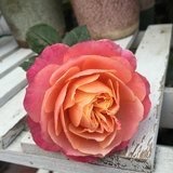 南星家的